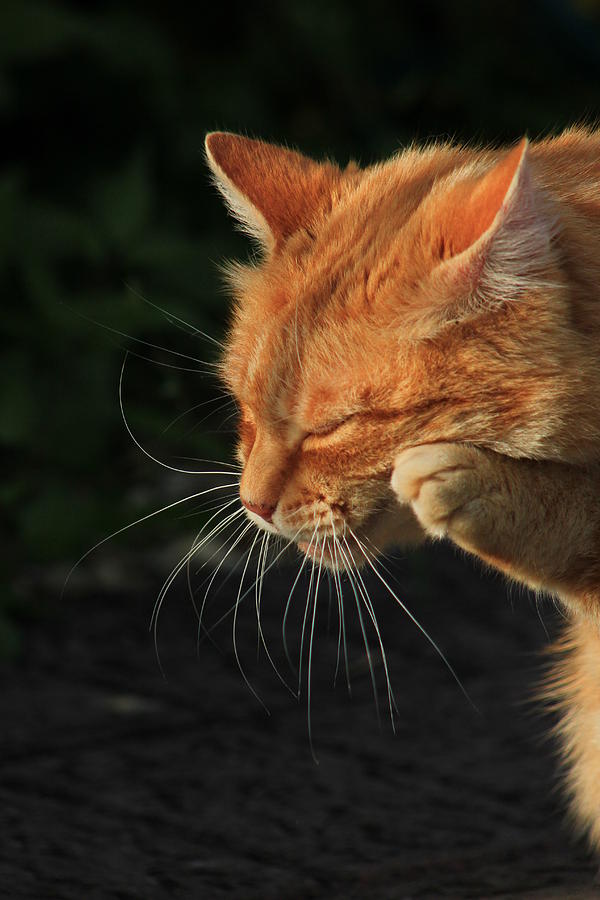 Ginger Cat Rubbing Face With Paw Photograph by Turnip Towers