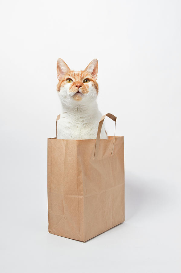 Ginger Cat Sitting In Bag Photograph by Image By Catherine Macbride