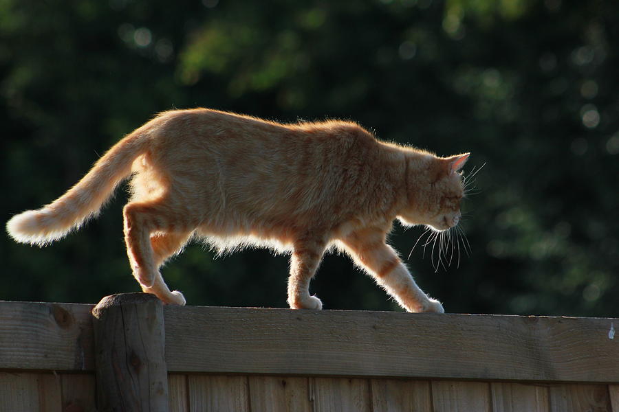 Ginger Cat Walking On Garden Fence Photograph by Turnip Towers