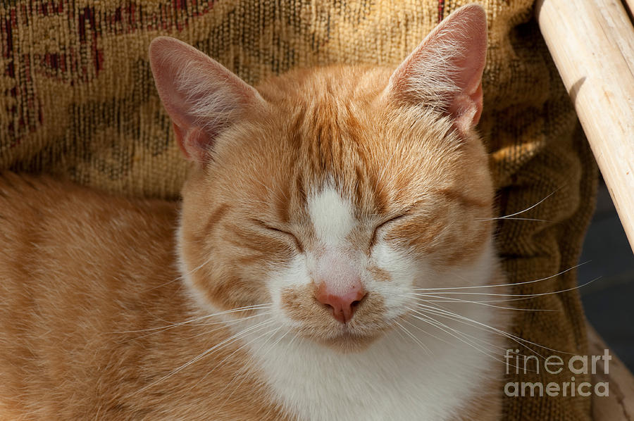 Ginger Cat with Eyes Closed Photograph by Nigel Cattlin - Fine Art America