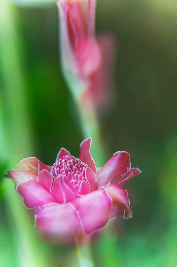 Nature Photograph - Ginger Essence. Pamplemousses Botanical Garden. Mauritius by Jenny Rainbow