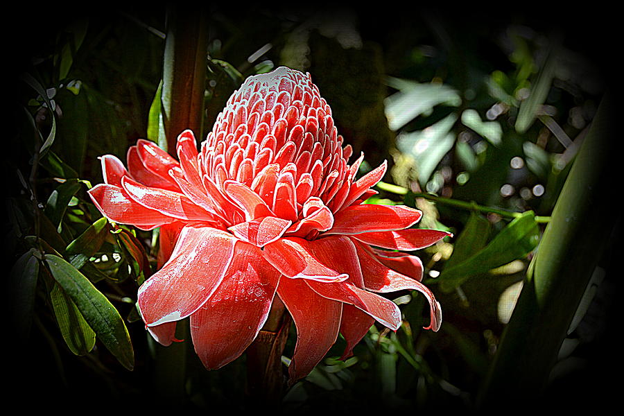 Nature Photograph - Ginger Flower 2 by Toni Abdnour