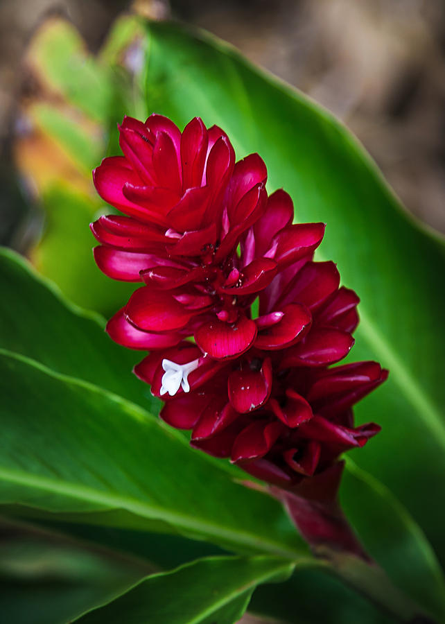 Ginger Flower Photograph by April Reppucci