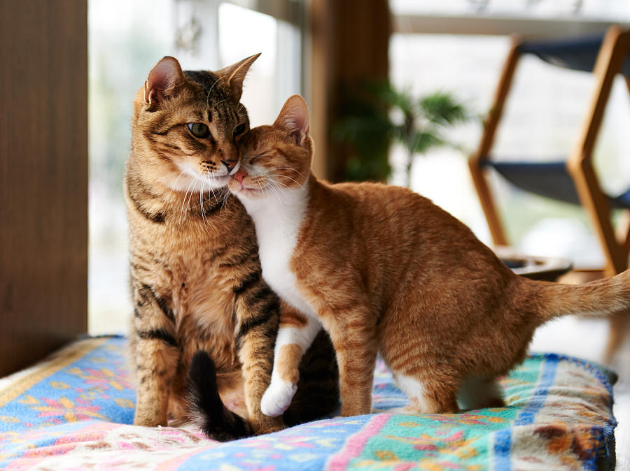 Ginger kitten cuddle with adult tabby cat. Photograph by Akimasa Harada