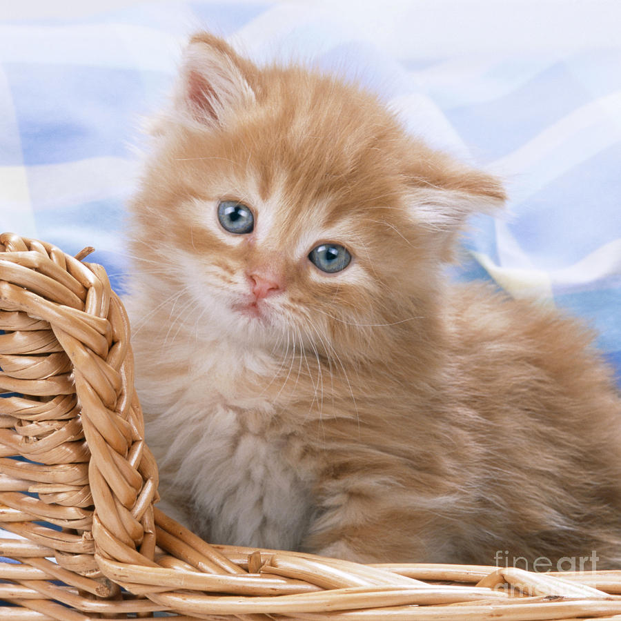 Cat Photograph - Ginger Kitten In Basket by John Daniels