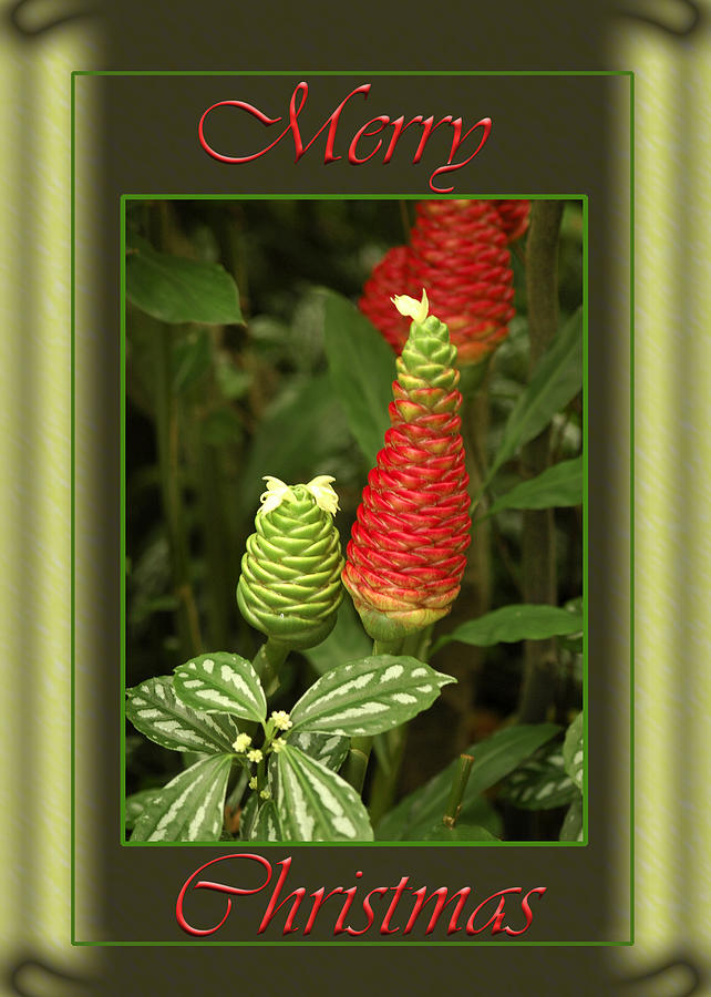 Ginger Lily Pine Cone Christmas Photograph by Carolyn Marshall