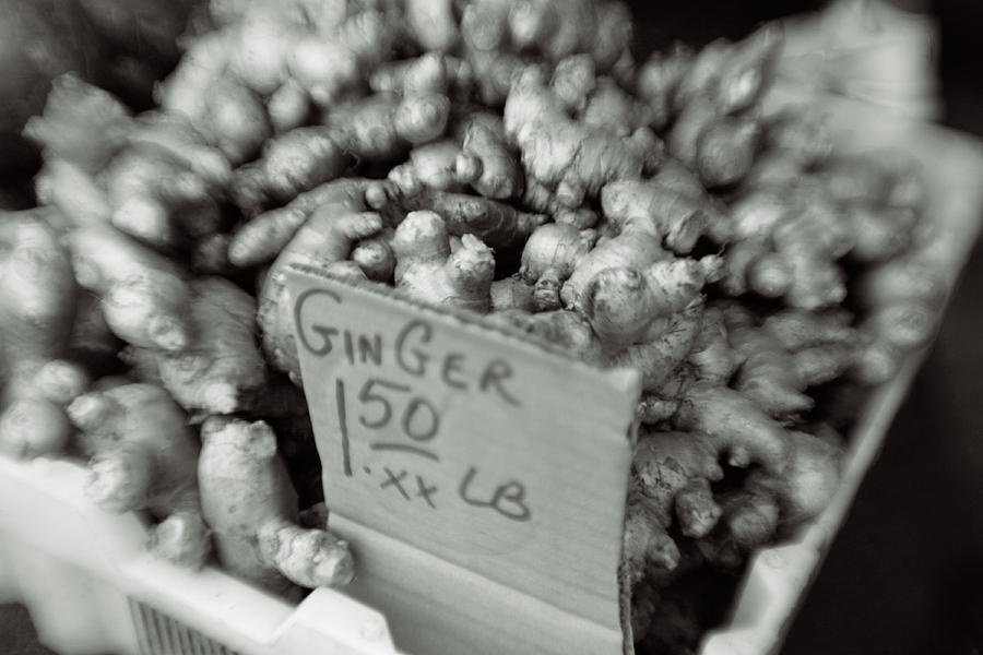 Ginger Photograph by Matthew Pace
