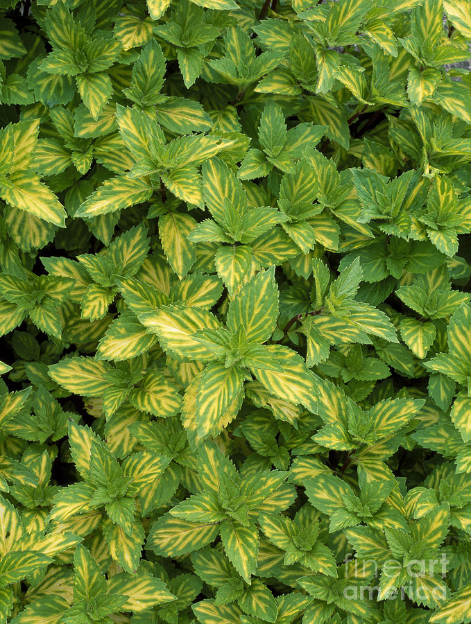 Ginger mint Photograph by Geoff Kidd | Fine Art America