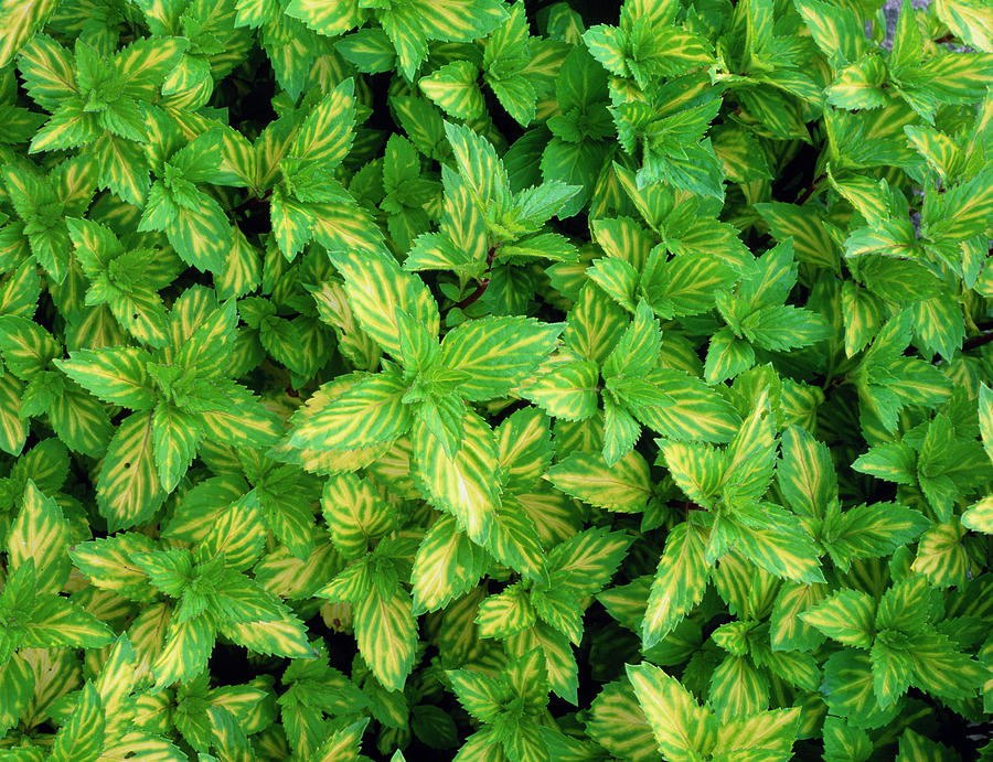 Ginger Mint Photograph by Geoff Kidd/science Photo Library