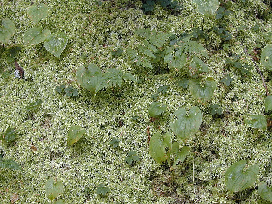 Washington State Photograph - Ginger Moss Carpet by Tom Trimbath