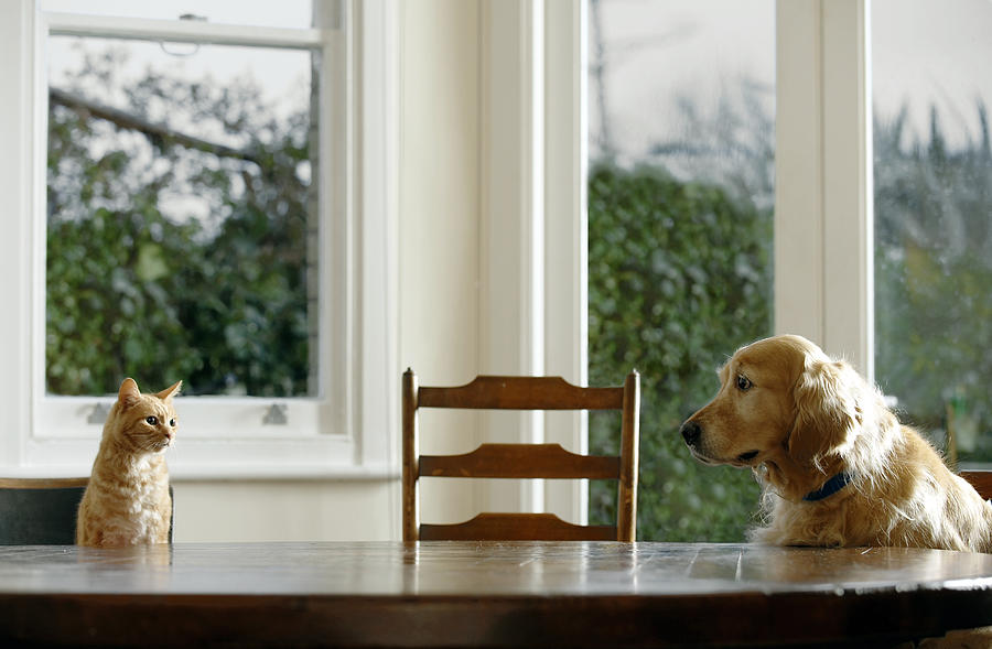Ginger tabby cat and golden retriever sitting at dining table Photograph by Janie Airey