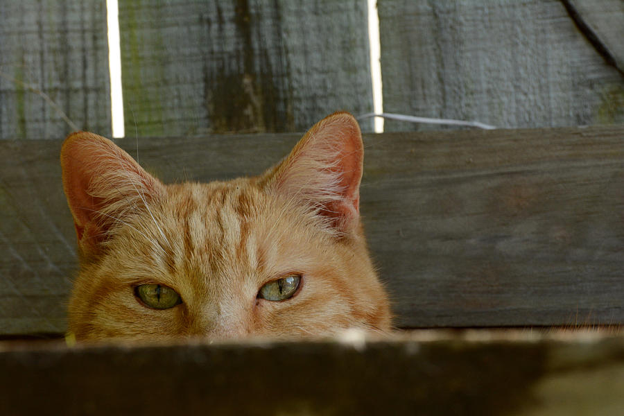 Ginger Tomcat Peeking Over Railing Photograph by Newman & Flowers