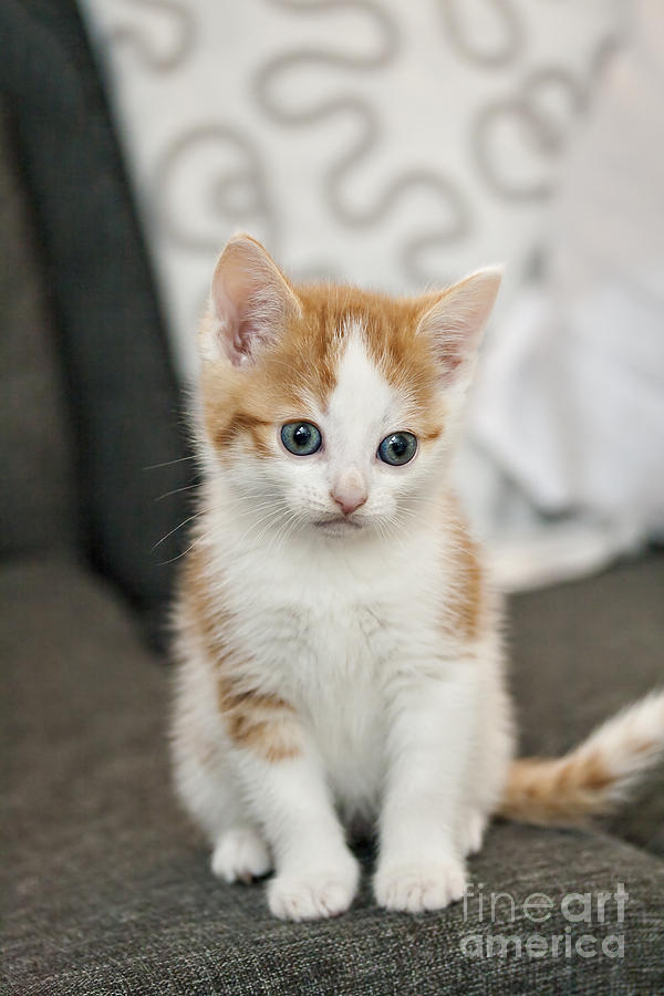 Ginger white house cat kitten 