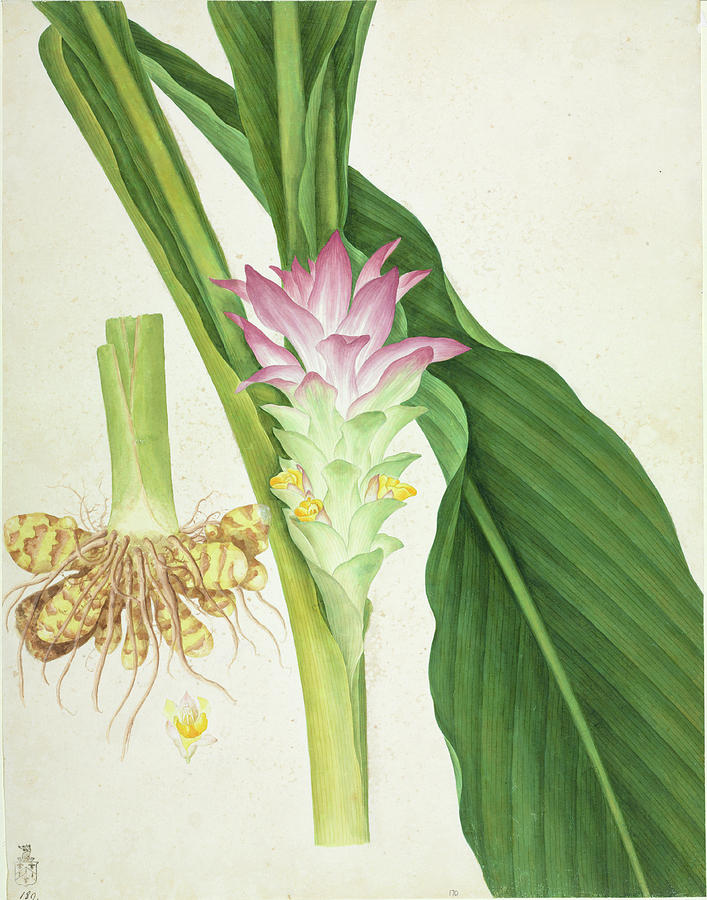 Ginger (zingiber Officinale) Plant Photograph by Natural History Museum, London/science Photo Library