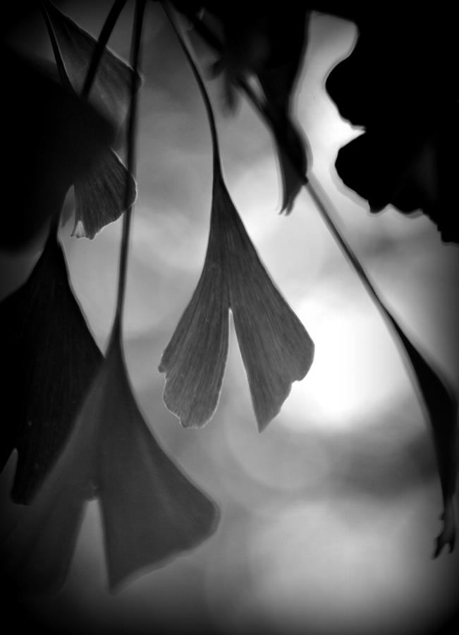 Gingko biloba Leaf Photograph by Nathan Abbott