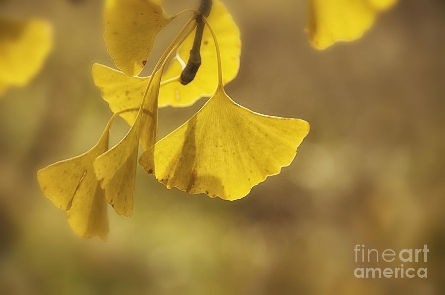 Fall Photograph - Gingko Gold by Terry Rowe