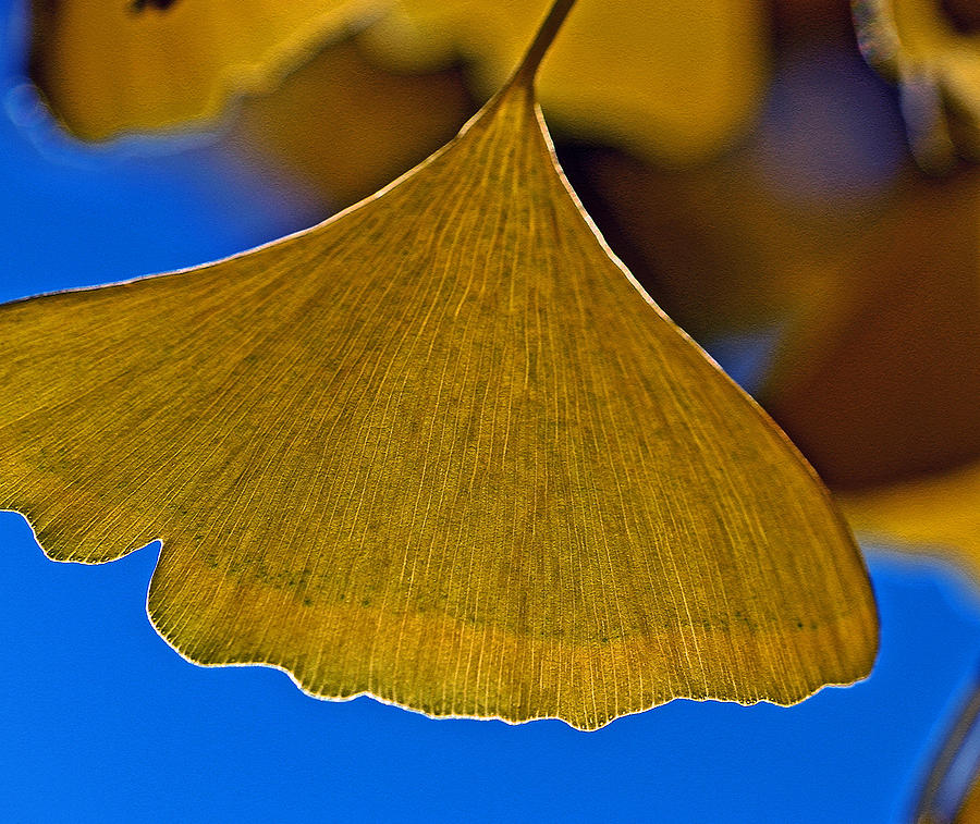 Gingko Leaf Losing Chlorophyll Photograph by Bill Owen