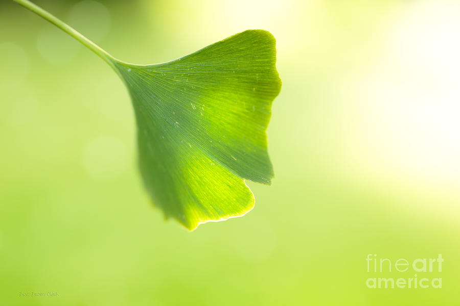 Gingko Photograph by Beve Brown-Clark Photography