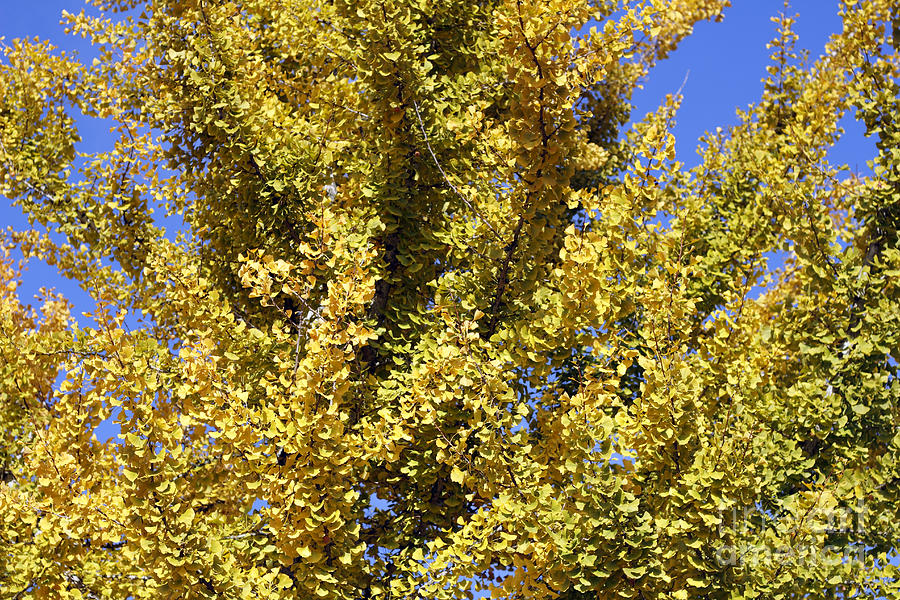 Gingko Tree Photograph by Lee Serenethos - Fine Art America