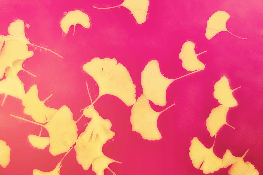 Ginkgo Leaves Digital Art - Gink Go Pink by Amy Tyler