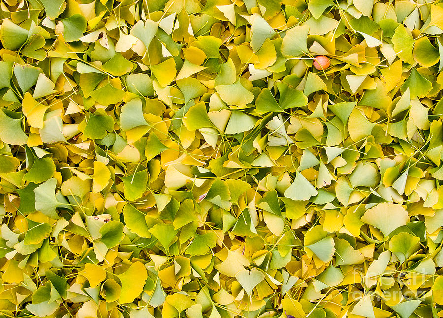 Ginkgo Leaves 2 Photograph by Steven Ralser