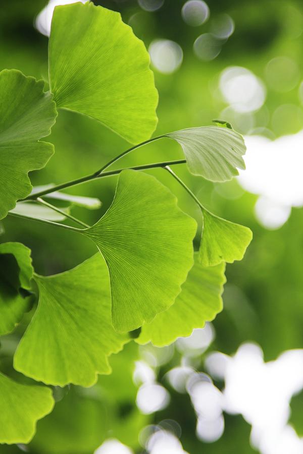 Nature Photograph - Ginkgo Biloba Leaves by Cristina Pedrazzini/science Photo Library