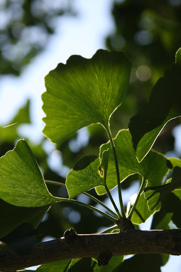 Ginkgo Biloba Leaves Photograph by Vadim Levin