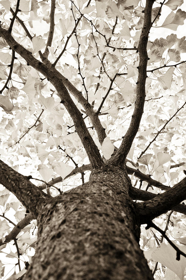Fall Photograph - Ginkgo by Frank Tschakert