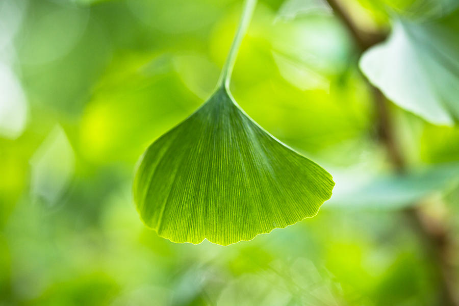 Ginkgo leaf abstract Photograph by Eti Reid