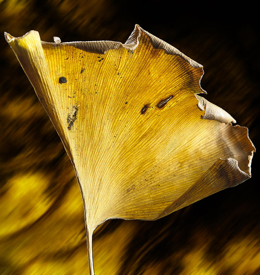 Ginkgo Leaf Photograph by Garry McMichael