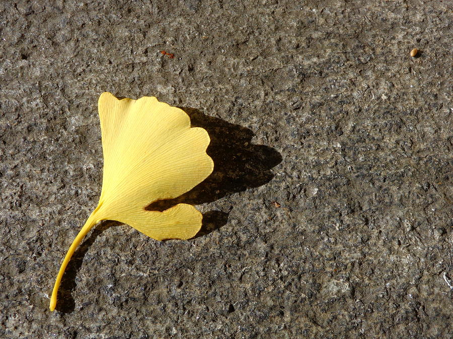 Ginkgo Leaf Photograph by Joseph Skompski