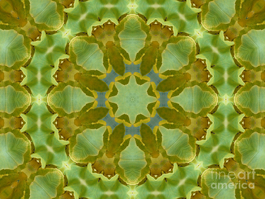 Ginkgo Leaf Kaleidoscope Mandala Photograph by MM Anderson