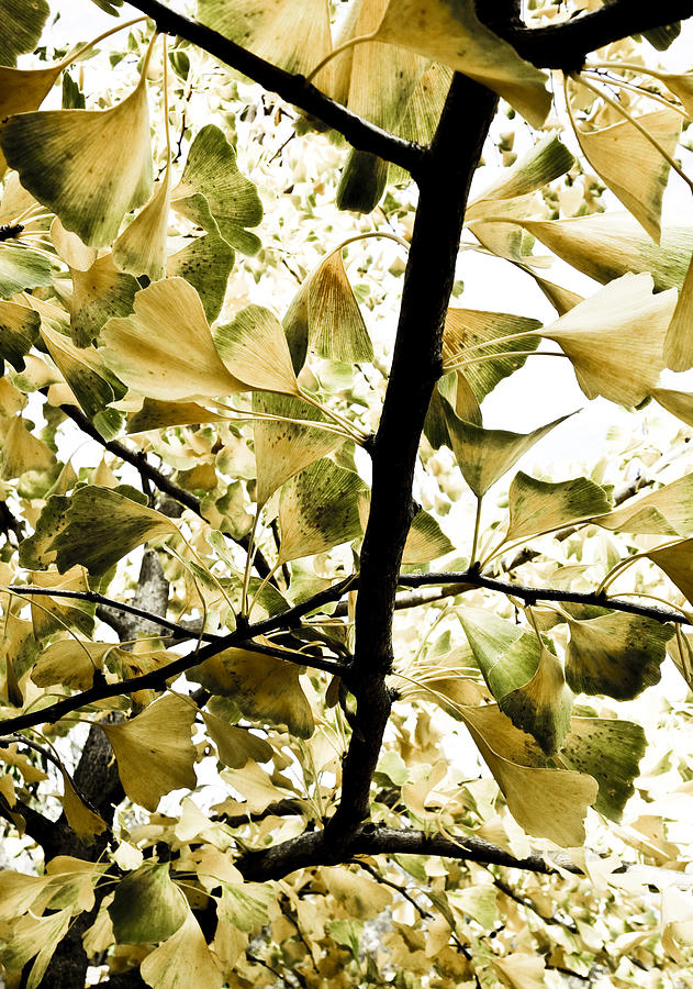 Ginkgo Leaves Photograph by Frank Tschakert