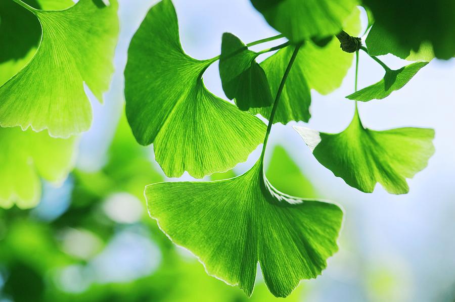 Ginkgo Leaves (ginkgo Biloba) Photograph by Gustoimages/science Photo Library