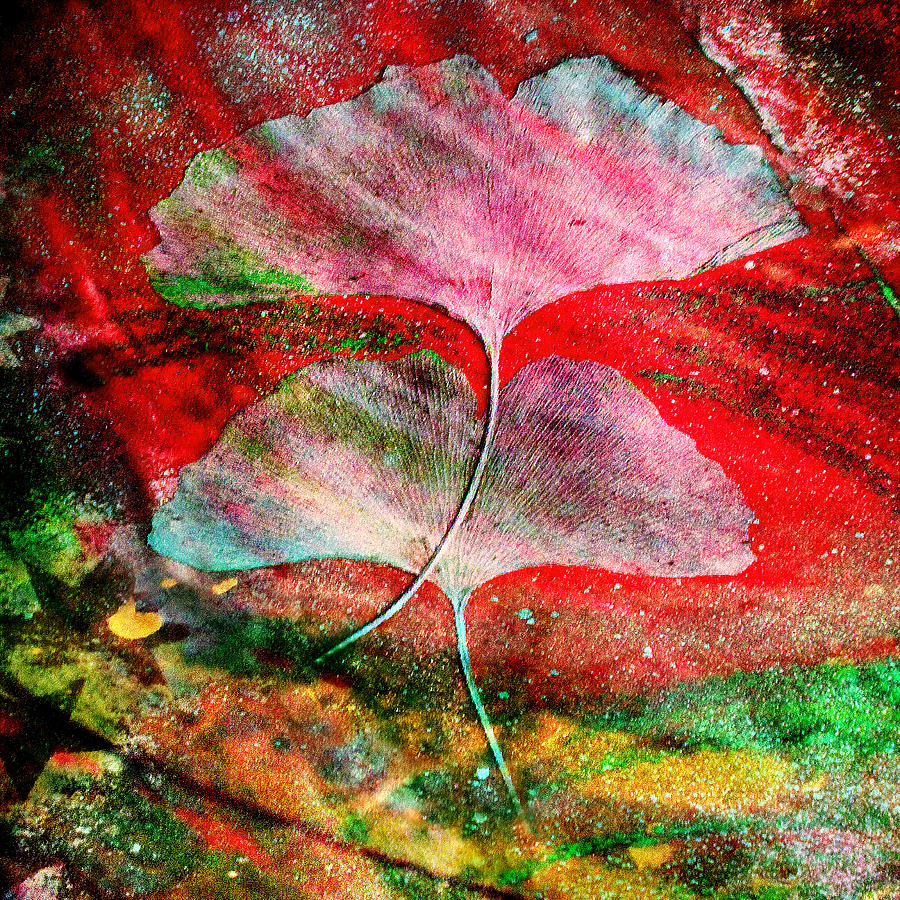 Ginkgo Leaves Photograph by Gustavo Scheverin