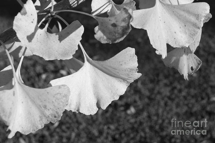 Ginkgo Leaves in Black and White Photograph by MM Anderson