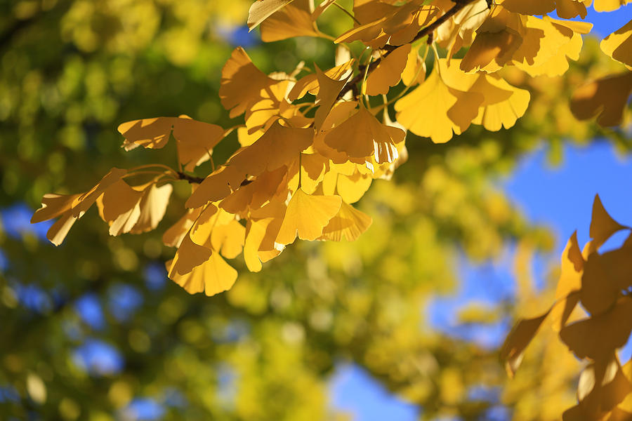 Ginkgo Leaves in Fall Photograph by Rachel Cohen