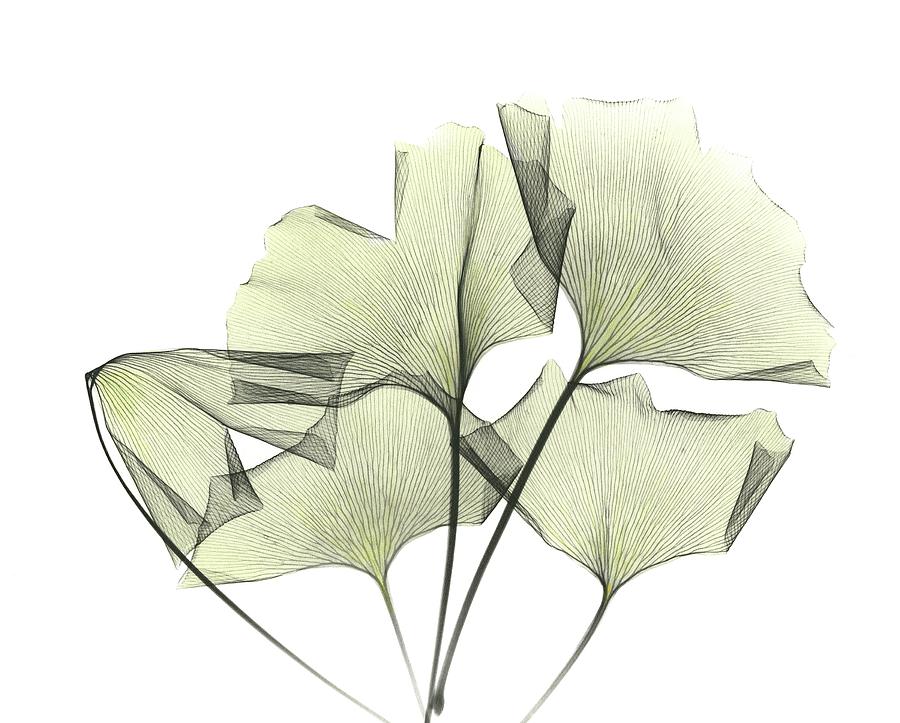 Ginkgo Plant Leaves Photograph by Albert Koetsier X-ray