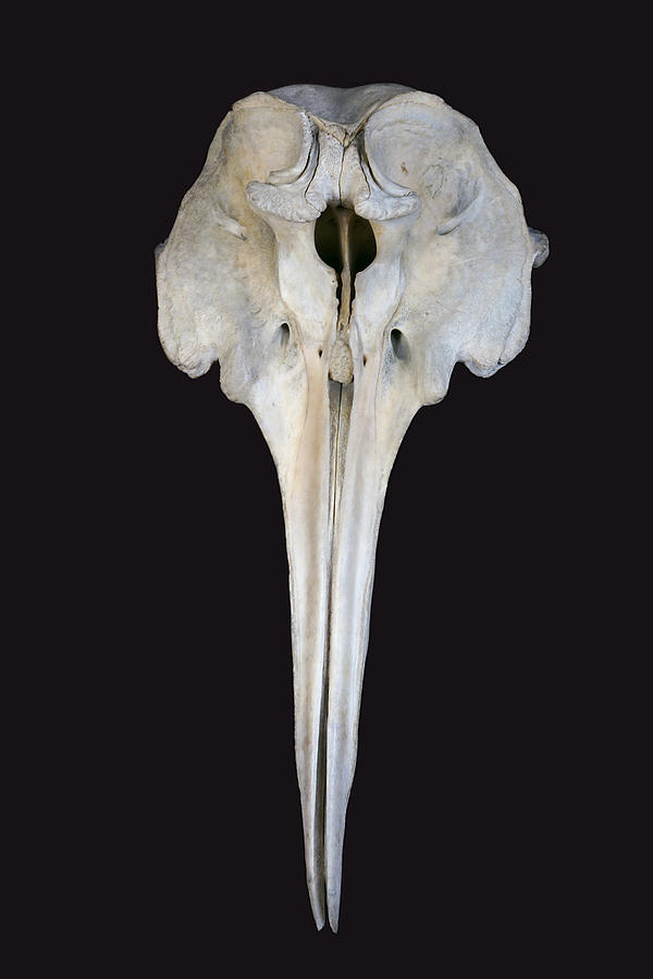 Ginkgo-toothed Beaked Whale Skull Photograph by Hiroya Minakuchi
