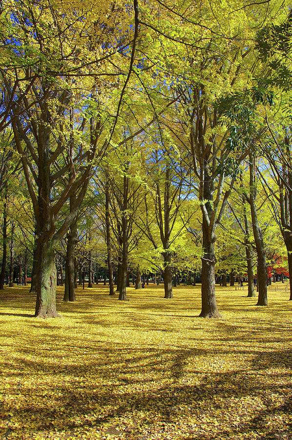 Ginko Forest Photograph by Photograph By Paul Atkinson