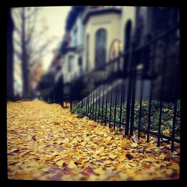 Fall Photograph - #ginkoleaves #fall by Bebe Ferrari