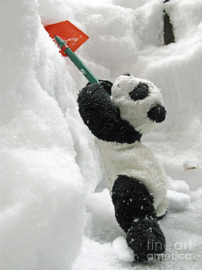 Winter Photograph - Ginny The Baby Panda In Winter #01 by Ausra Huntington nee Paulauskaite