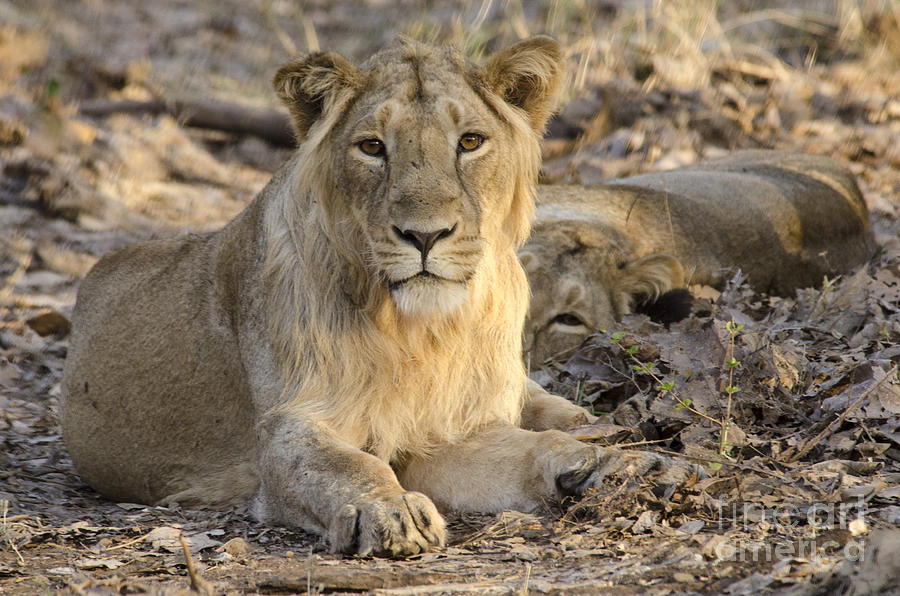 Gir Lion Photograph by Pravine Chester