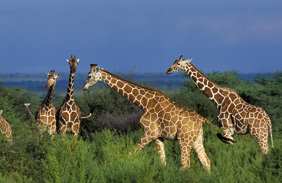 Girafe Reticulee Giraffa Camelopardalis Photograph by Gerard Lacz ...