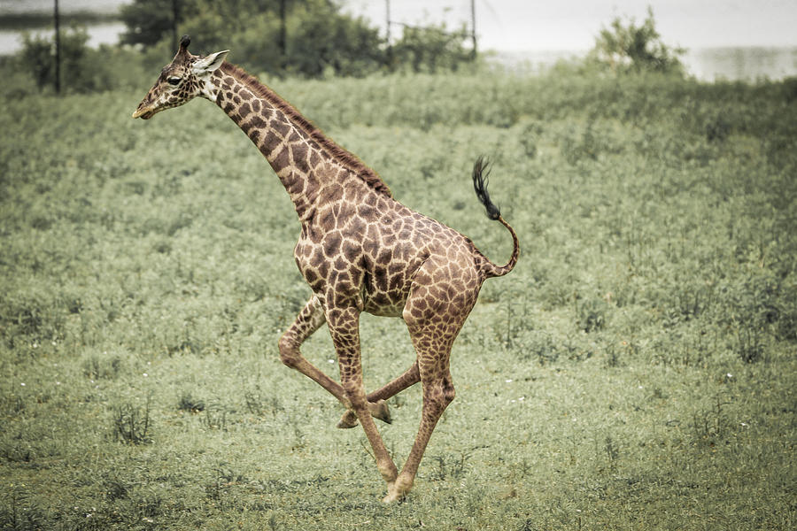 Mammal Photograph - Giraff by Tinjoe Mbugus