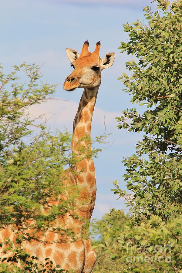Giraffe - African Wildlife - Elegant Portrait Photograph