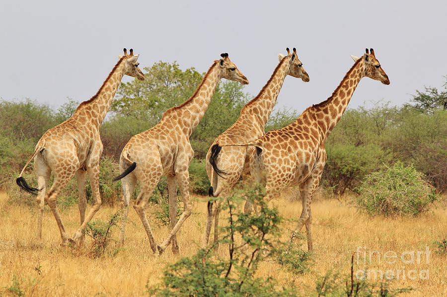 Wildlife Photograph - Giraffe - African Wildlife - Symmetry of Four by Andries Alberts