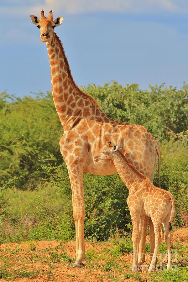 Giraffe - African Wildlife Background - Baby Animal Photograph