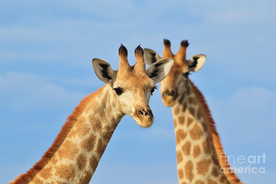 Giraffe - African Wildlife Background - Curious Stare Photograph