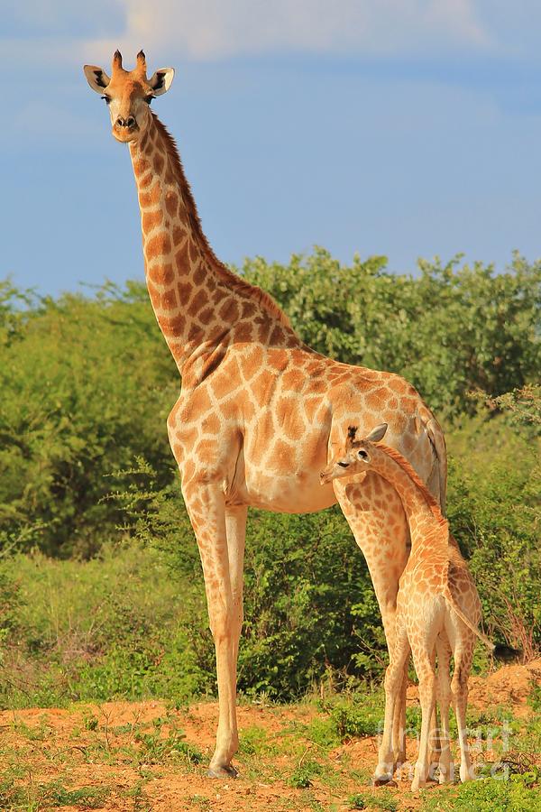 Giraffe - African Wildlife Background - Loving Mom Photograph